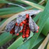 Iris foetidissima